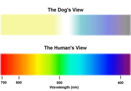 What Dogs See